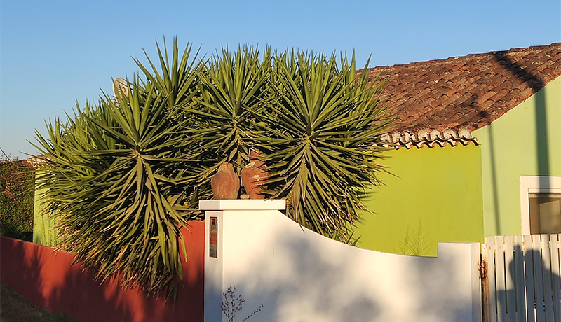 Vakantiehuis Verdemar Alentejo