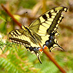 Vlinder op Quinta Vale Porcacho