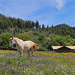 Lodgetent op landgoed met paarden