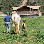 Lodgetent op landgoed met paarden