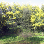 Bomen op landgoed Monte da Gravita