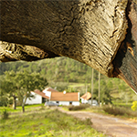 Kurkeik op het landgoed