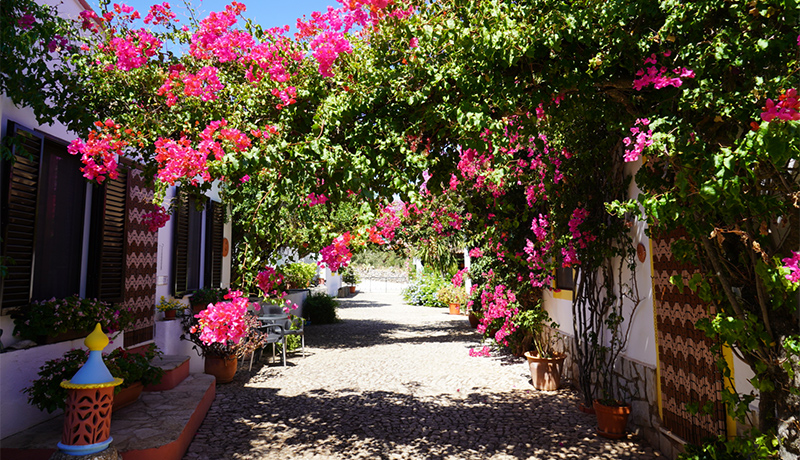 Prachtige bougainvillea in doorkijk bij Casa Ferrobo, Algarve