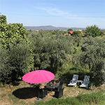 De olijfgaard met terrasje