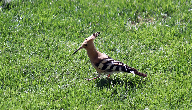 Hop vogel in de natuur
